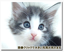 ノルウェージャンフォレストキャット