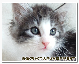 ノルウェージャンフォレストキャット