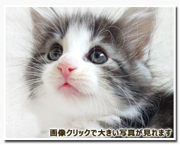 ノルウェージャンフォレストキャット