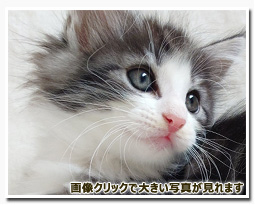 ノルウェージャンフォレストキャット