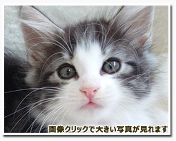 ノルウェージャンフォレストキャット