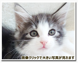 ノルウェージャンフォレストキャット