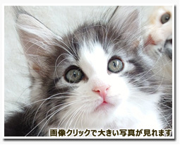 ノルウェージャンフォレストキャット