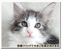 ノルウェージャンフォレストキャット