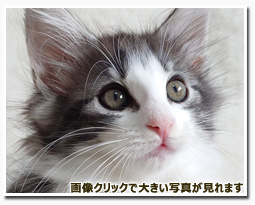 ノルウェージャンフォレストキャット