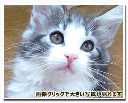 ノルウェージャンフォレストキャット