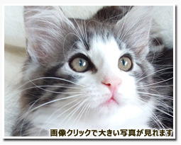 ノルウェージャンフォレストキャット