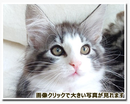 ノルウェージャンフォレストキャット