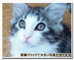 ノルウェージャンフォレストキャット