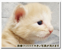 ノルウェージャンフォレストキャット