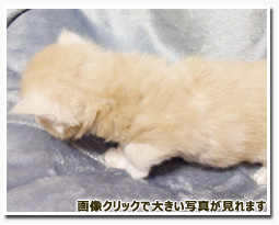 ノルウェージャンフォレストキャット