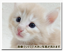 ノルウェージャンフォレストキャット