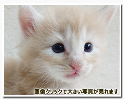 ノルウェージャンフォレストキャット