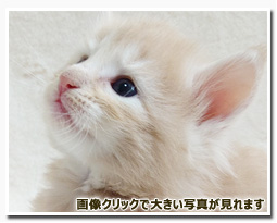 ノルウェージャンフォレストキャット