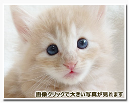 ノルウェージャンフォレストキャット