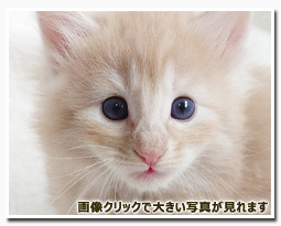 ノルウェージャンフォレストキャット