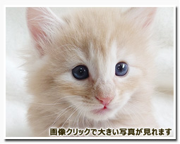 ノルウェージャンフォレストキャット