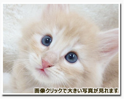 ノルウェージャンフォレストキャット