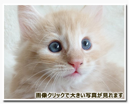 ノルウェージャンフォレストキャット