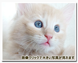 ノルウェージャンフォレストキャット