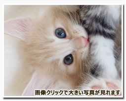 ノルウェージャンフォレストキャット