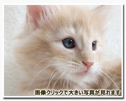 ノルウェージャンフォレストキャット