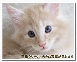 ノルウェージャンフォレストキャット