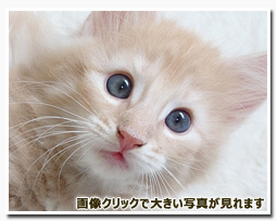 ノルウェージャンフォレストキャット