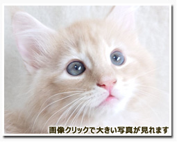 ノルウェージャンフォレストキャット