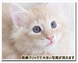 ノルウェージャンフォレストキャット