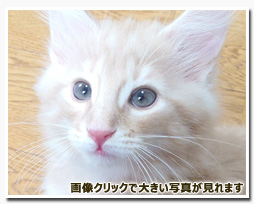 ノルウェージャンフォレストキャット