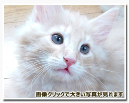 ノルウェージャンフォレストキャット