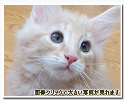 ノルウェージャンフォレストキャット