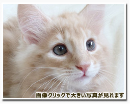 ノルウェージャンフォレストキャット