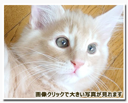 ノルウェージャンフォレストキャット