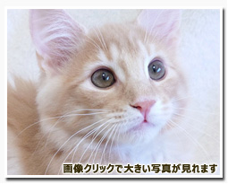 ノルウェージャンフォレストキャット