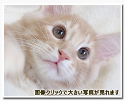 ノルウェージャンフォレストキャット