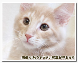 ノルウェージャンフォレストキャット