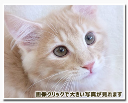 ノルウェージャンフォレストキャット