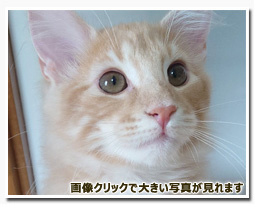 ノルウェージャンフォレストキャット