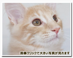 ノルウェージャンフォレストキャット