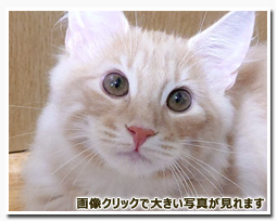 ノルウェージャンフォレストキャット