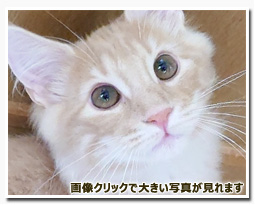 ノルウェージャンフォレストキャット