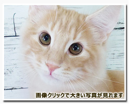 ノルウェージャンフォレストキャット