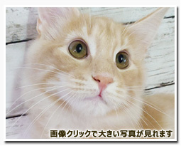 ノルウェージャンフォレストキャット