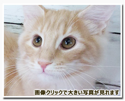 ノルウェージャンフォレストキャット