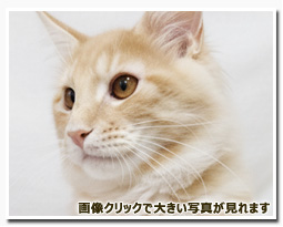 ノルウェージャンフォレストキャット