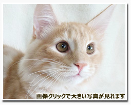 ノルウェージャンフォレストキャット