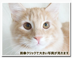 ノルウェージャンフォレストキャット