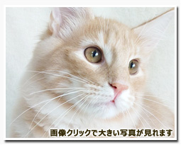 ノルウェージャンフォレストキャット